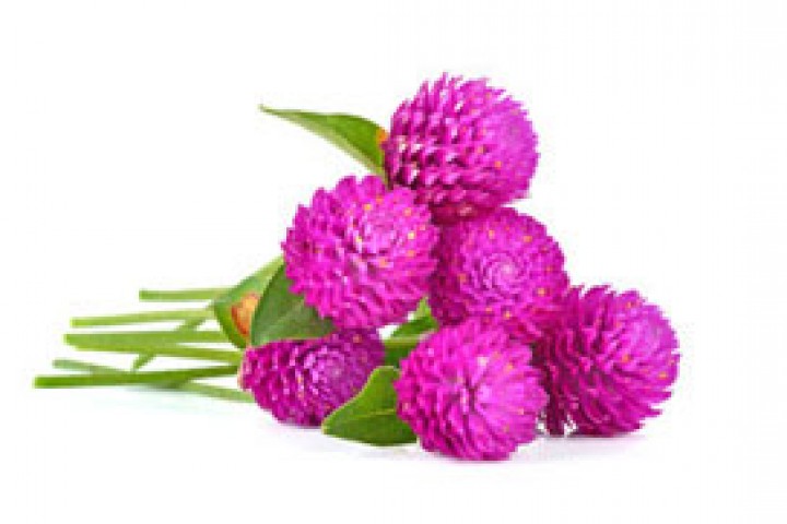 Pink color flowers on white background 